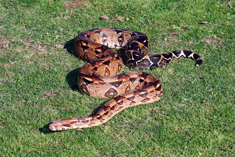 A brown snake sliding on the grass. Snake fact file