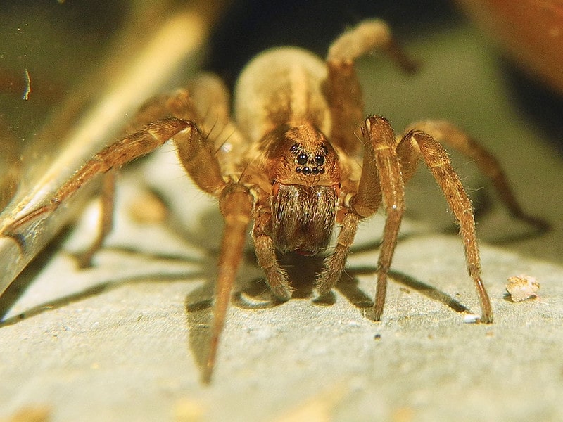 Spider eyes. Facts about spiders