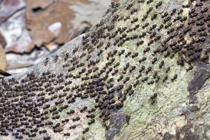 ants colony. Facts about ants