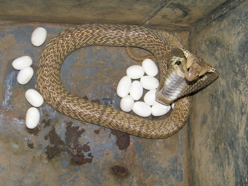 Cobra guarding its eggs. snake fact file 