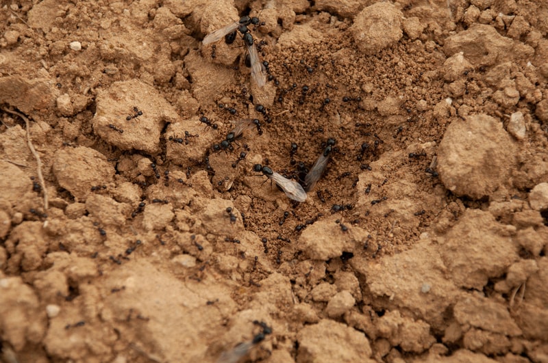 soil aeration by ants