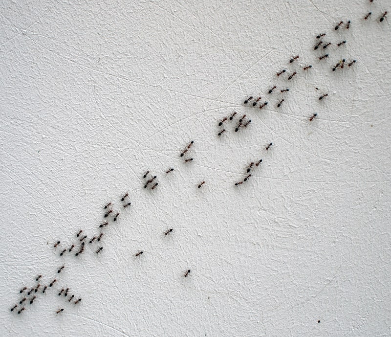 Ants moving in a line. 