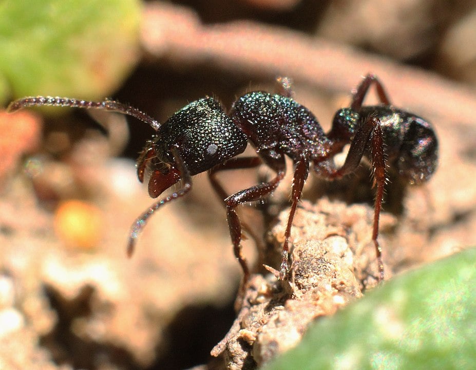 the green-headed ant of Australia. Ant facts