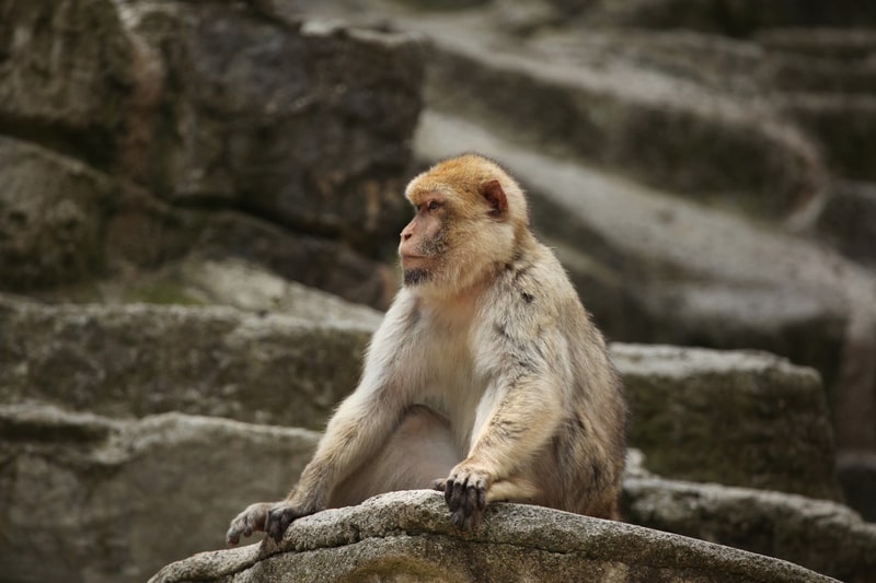Barbary macaque.