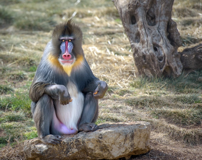 Colorful male mandrill monkey