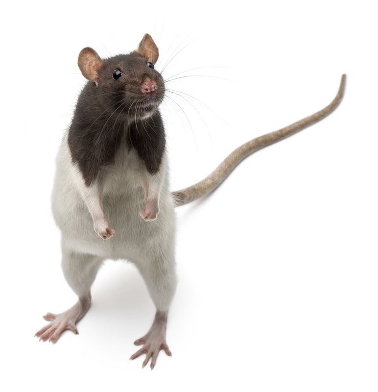 Fancy Rat standing up