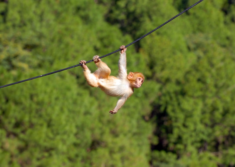 Hanging monkey