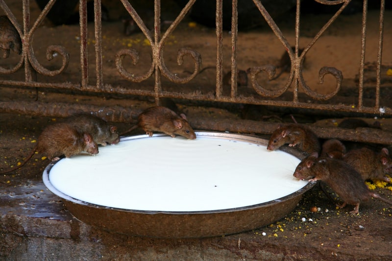 Holy rats drinking milk in the Karni Mata temple