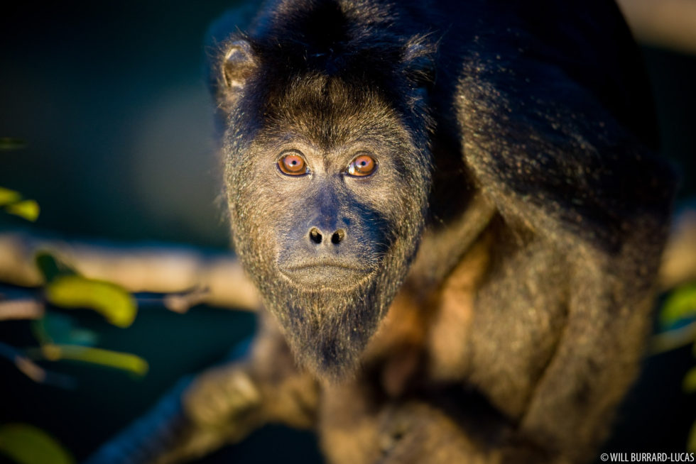 Male Black Howler Monkey.