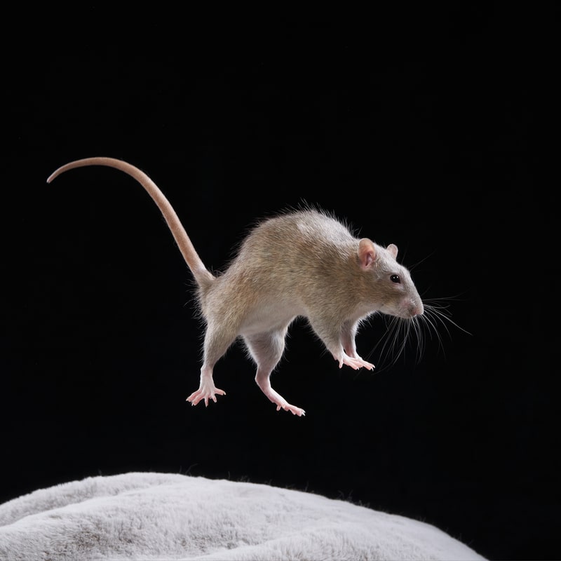 a rat jumping