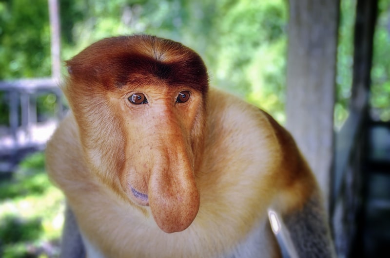 Proboscis monkey nose 