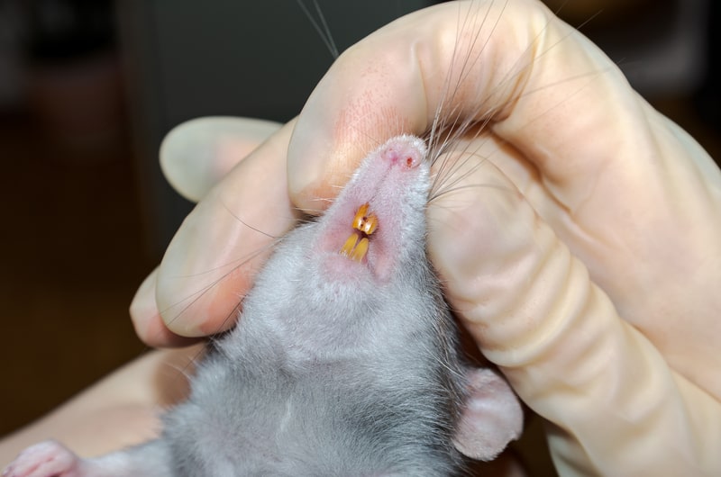 Rat teeth examination