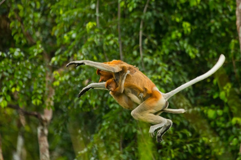 The female proboscis monkey with a baby.