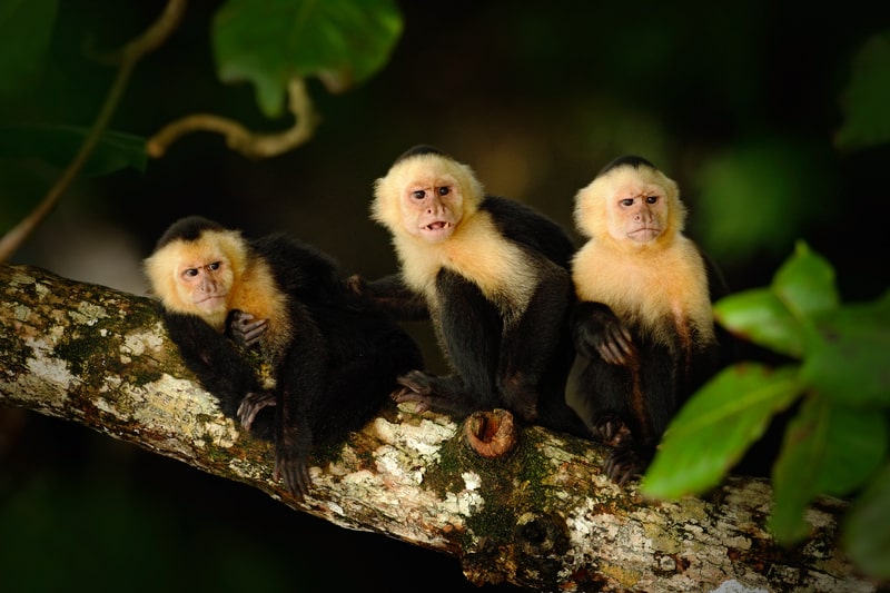 White-headed Capuchins