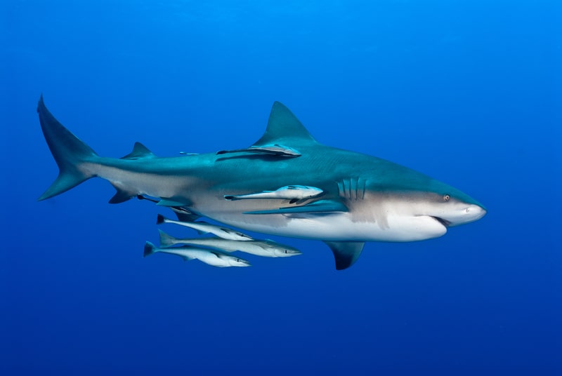 a bull shark and fish swimming along. facts about sharks