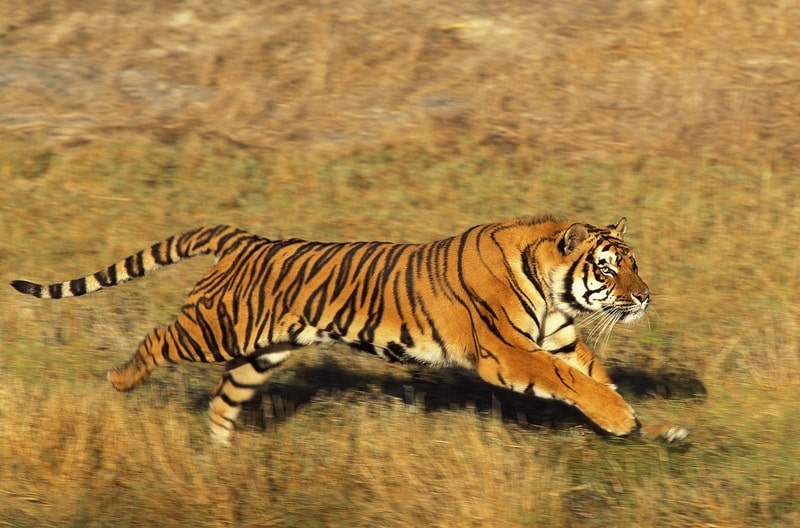 a running tiger. Interesting facts about tigers