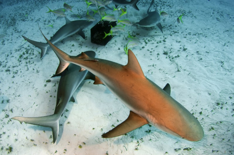 Shark fins. facts about sharks