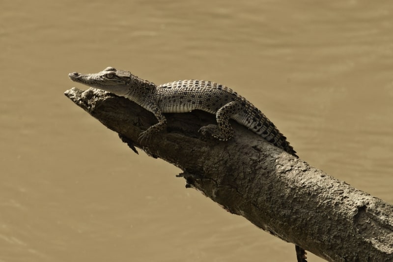 Esturine baby crocodile on a tree branch. Crocodile fact file