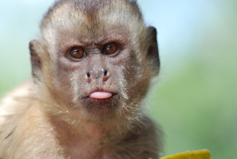 Funny monkey facial expression