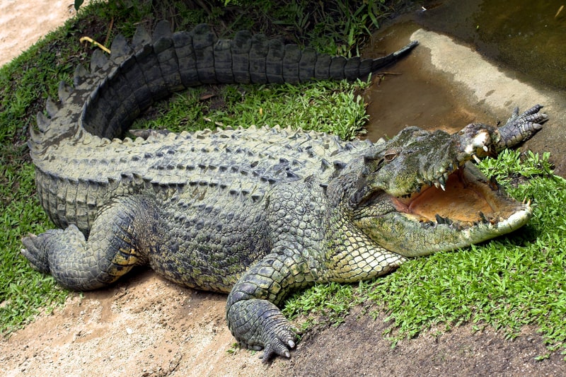 Australian Crocodile