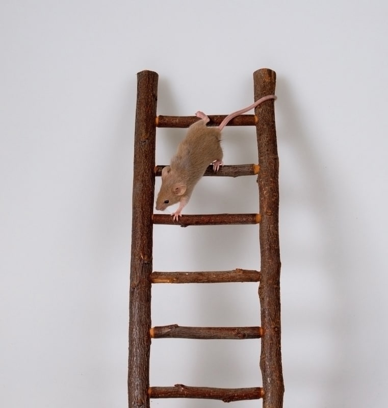rat climbing a staircase