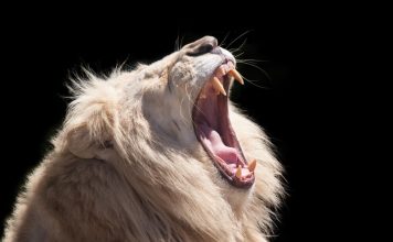 A roaring lion.