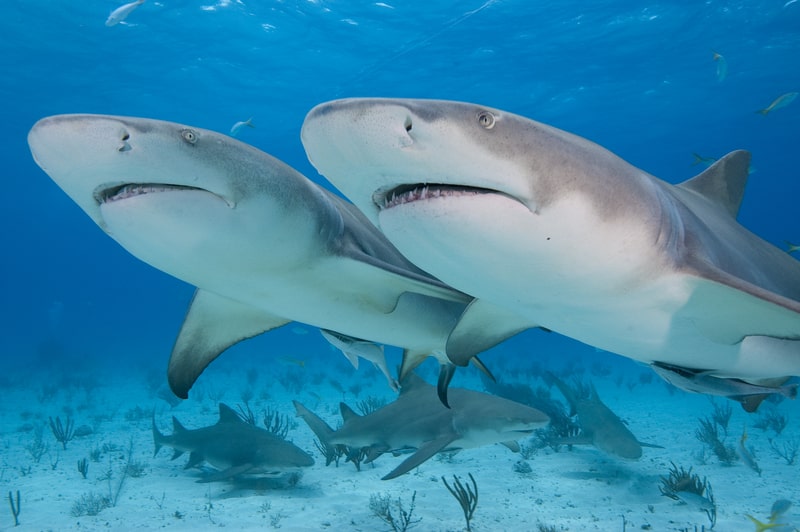 Two lemon Sharks swimming together. facts about sharks