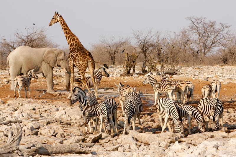 Giraffe with other animals around a water hole. Giraffe fact file