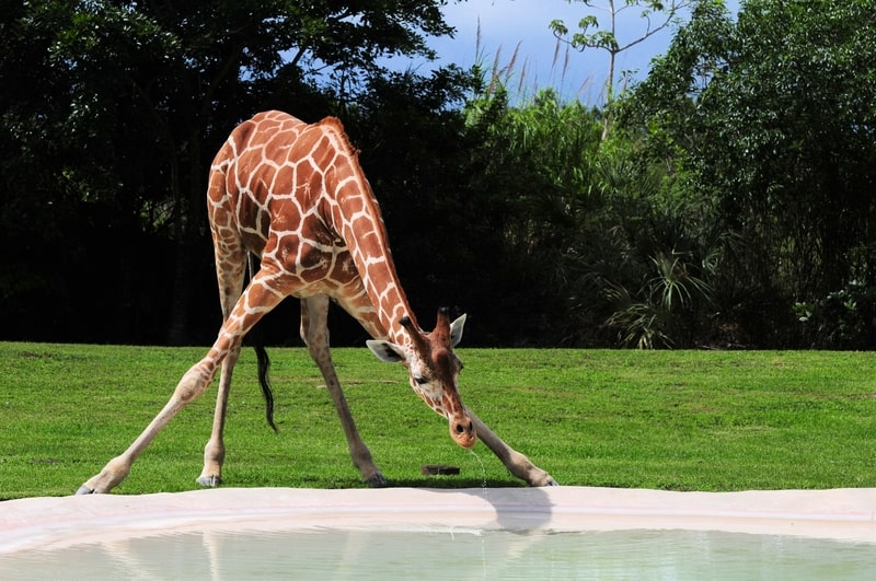 Female giraffe drinking. Interesting facts about giraffes