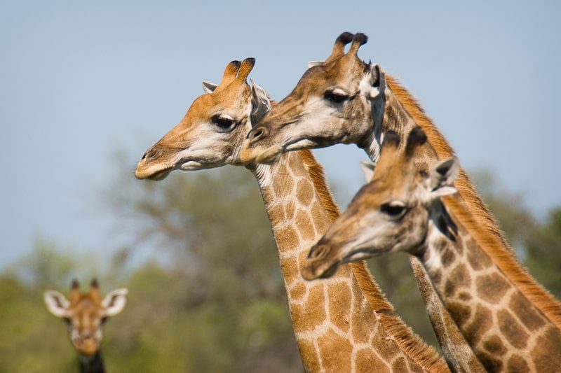 Giraffe neck. facts about Giraffes