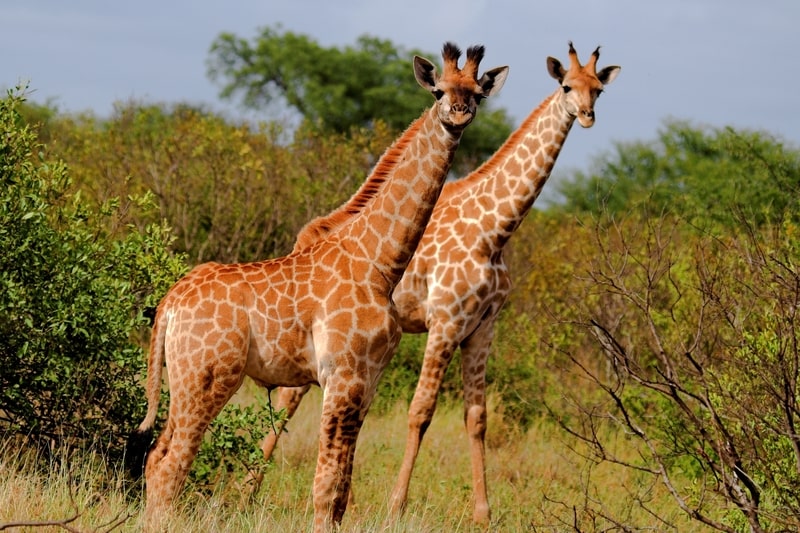 Interesting facts about giraffes.