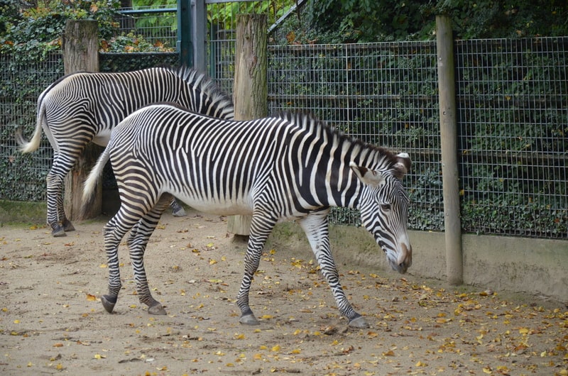 Grevy zebra in the Frankfurt zoo