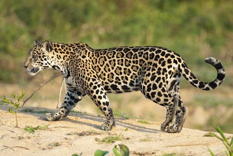 Jaguar, Panthera onca, facts about jaguars