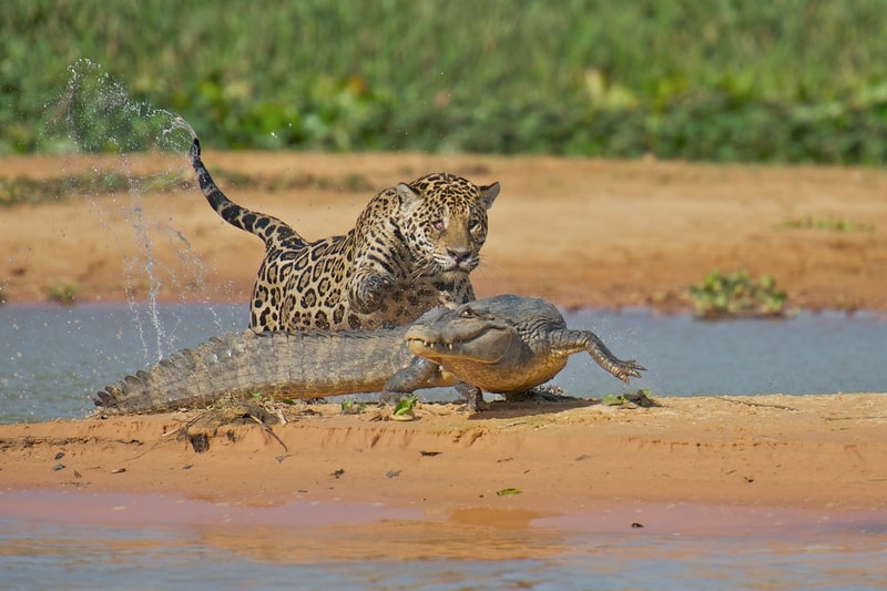 Jaguar attacking crocodile