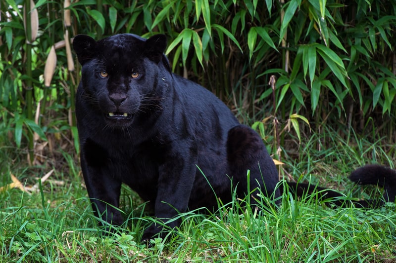 black Jaguar, facts about jaguars