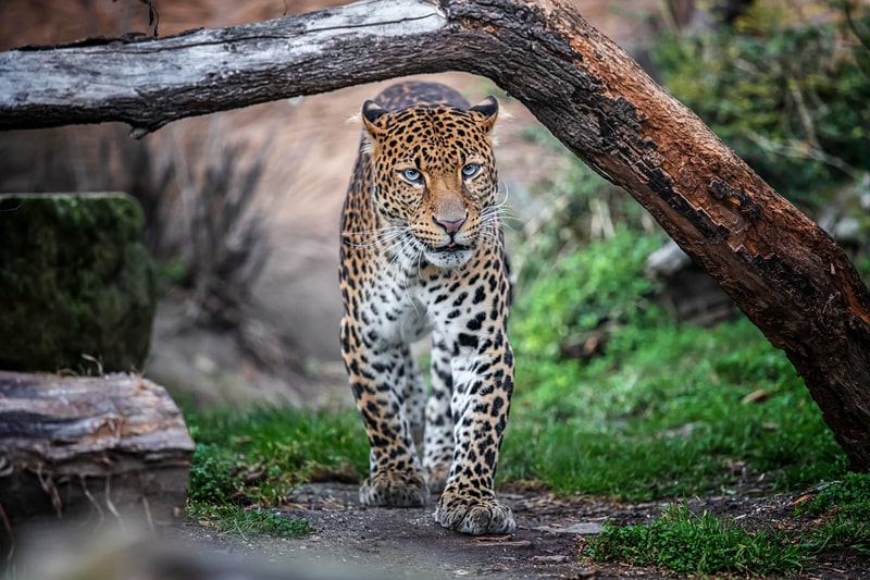 Javan leopard, for facts about Leopards