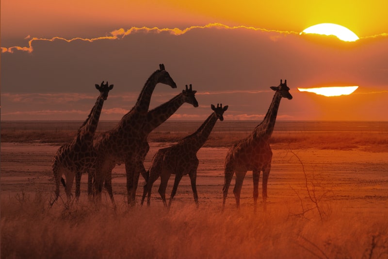 Sunset in African savanna with a giraffe herd