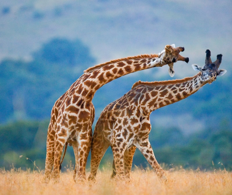 Two giraffes in savanna.