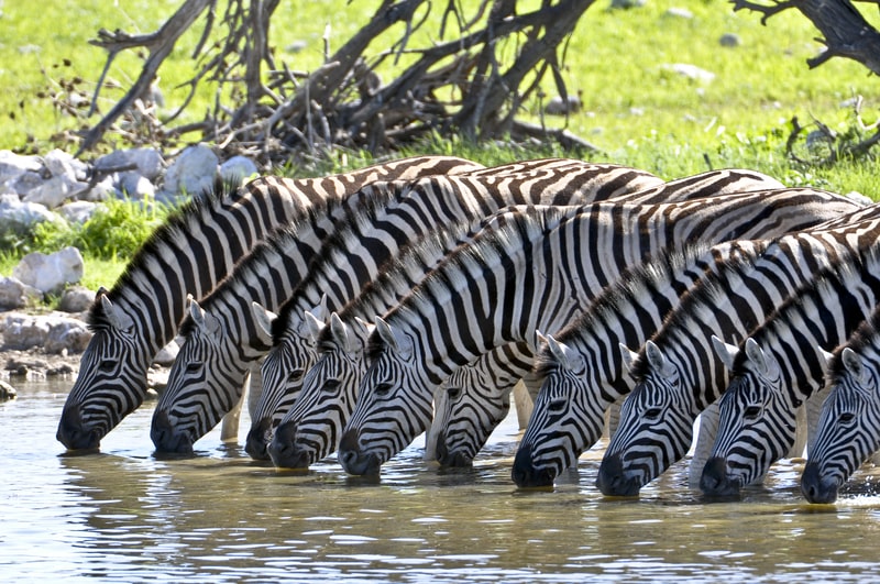 zebras drinking water