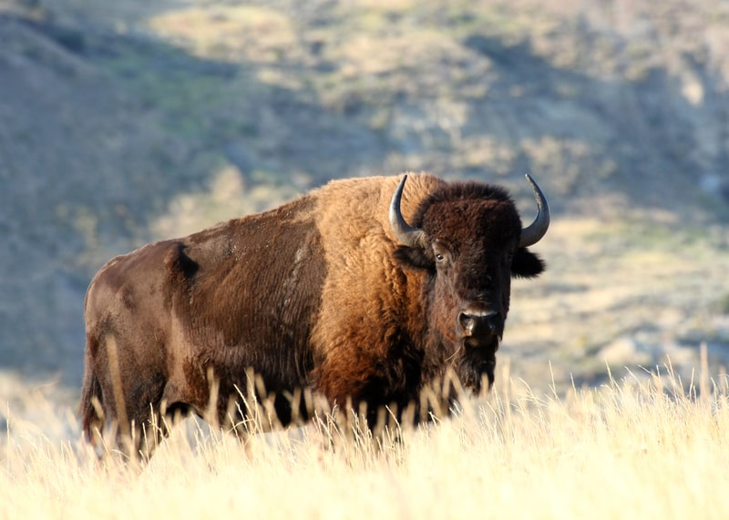 A male American Bison fact file