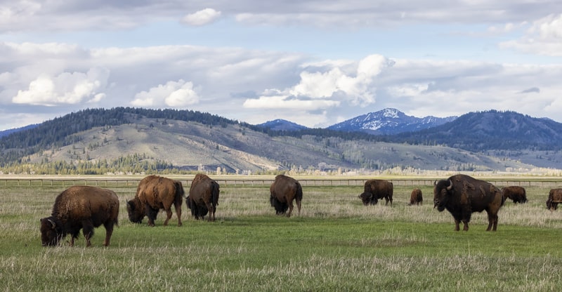 Bison eating grass. facts about bison