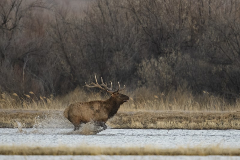 elk running on water. facts about elk