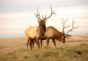 Two Elk with Mature Antlers