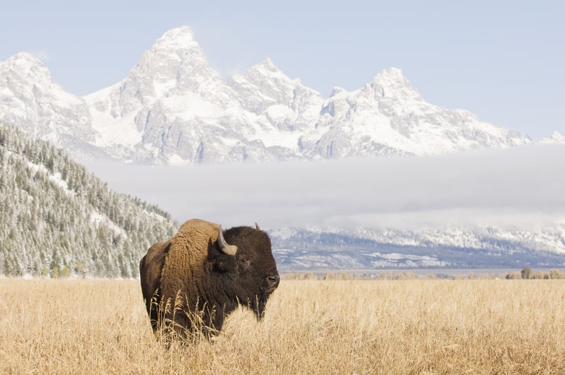 Bison at Grand Teton Mountains. Bison fact file