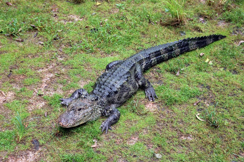 A Chinese Alligator in the zoo. facts about alligators