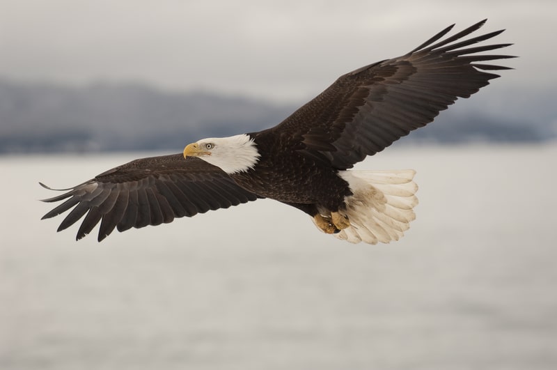 A flying bald eagle. facts about bald eagles