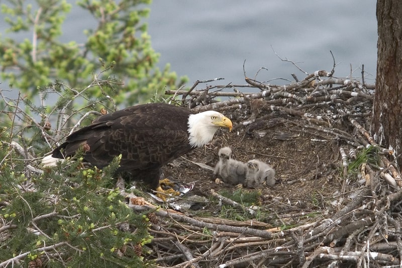 Baby eagles nesting. interesting facts about bald eagles