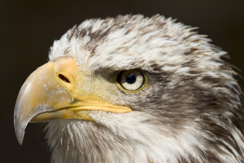 bald eagle beak and eye. bald eagle fact file