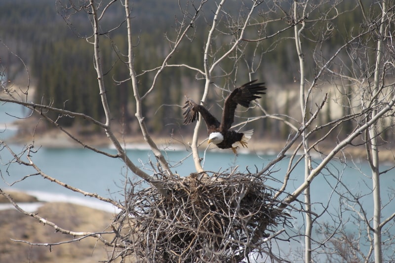 American bald eagle leaving the nest