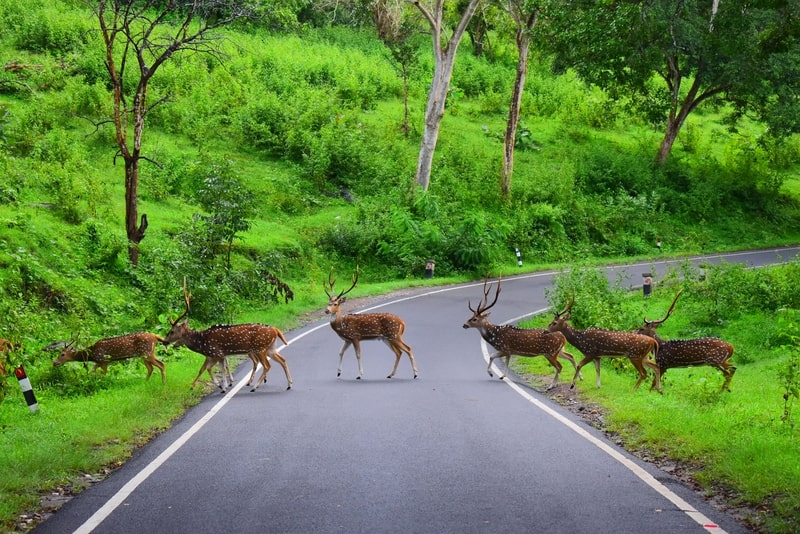 sika deer crossing road